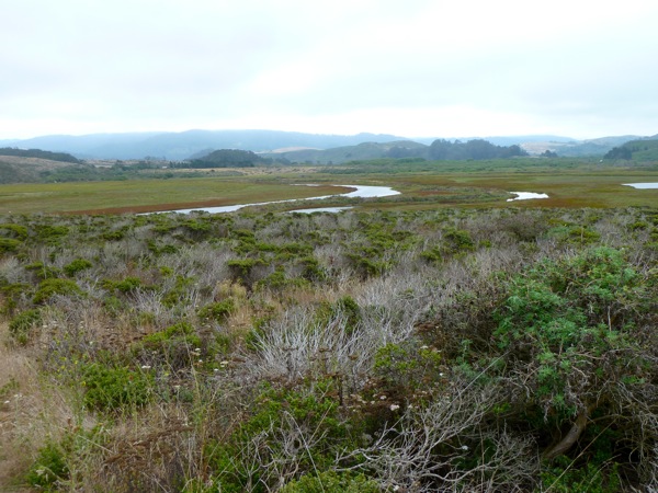 Pescadero Marsh